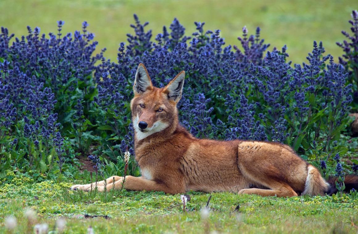 國際野生動物攝影大賽25強作品