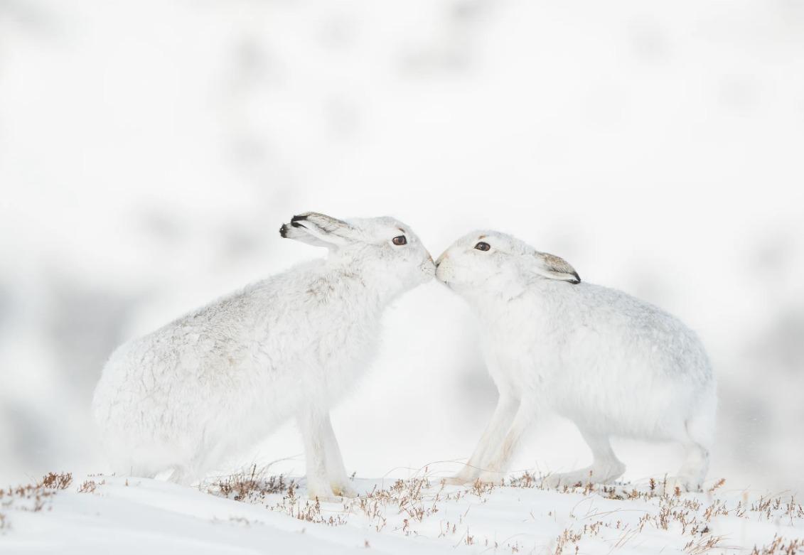 國際野生動物攝影大賽25強作品
