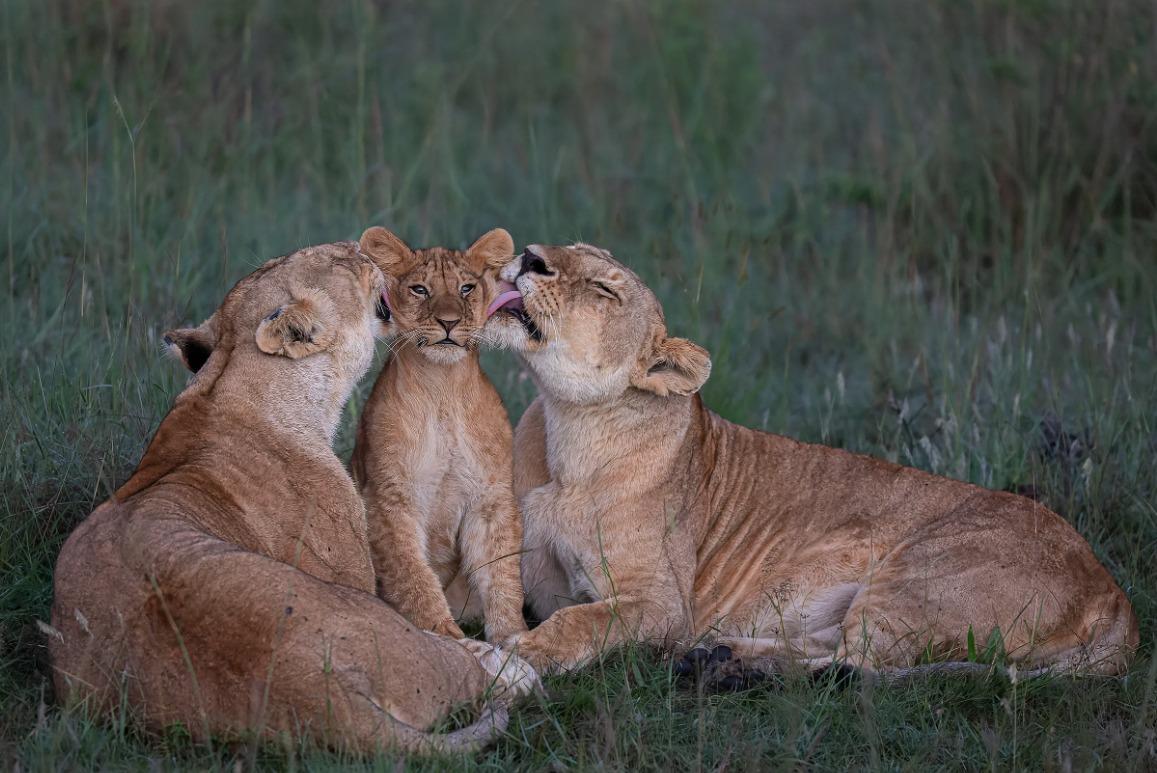 國際野生動物攝影大賽25強作品