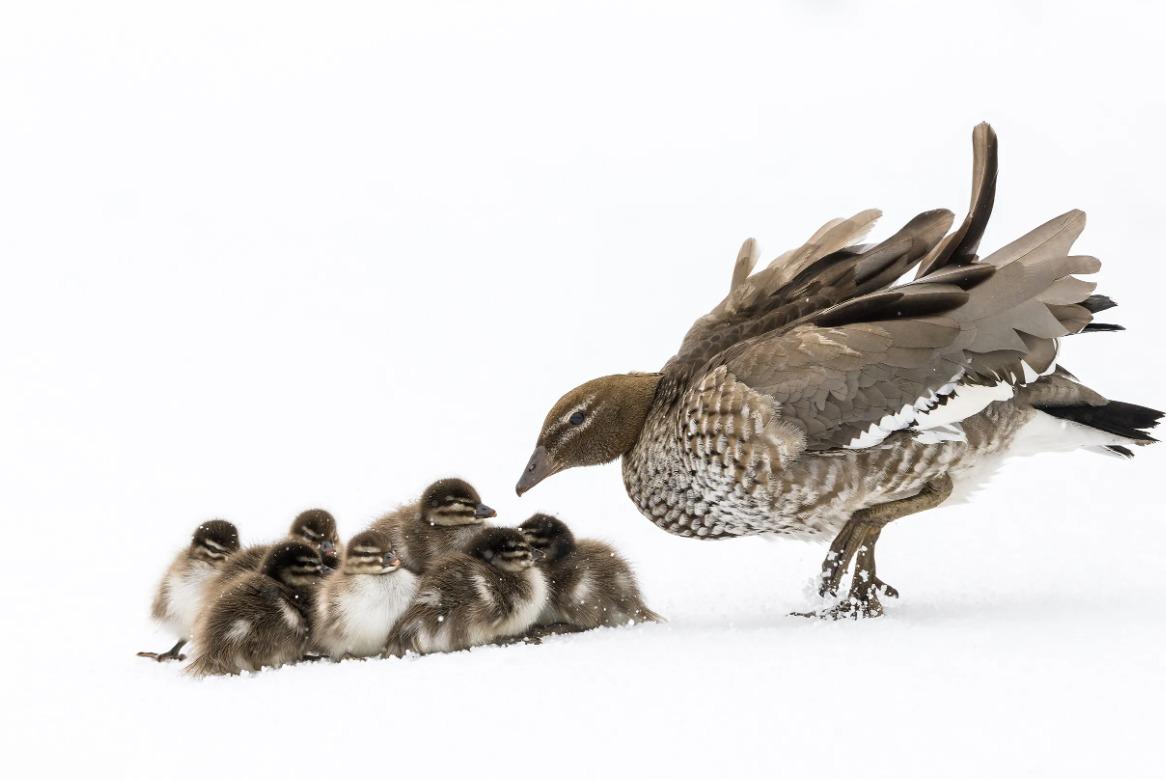 國際野生動物攝影大賽25強作品