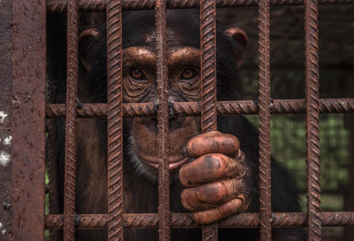 國際野生動物攝影大賽25強作品