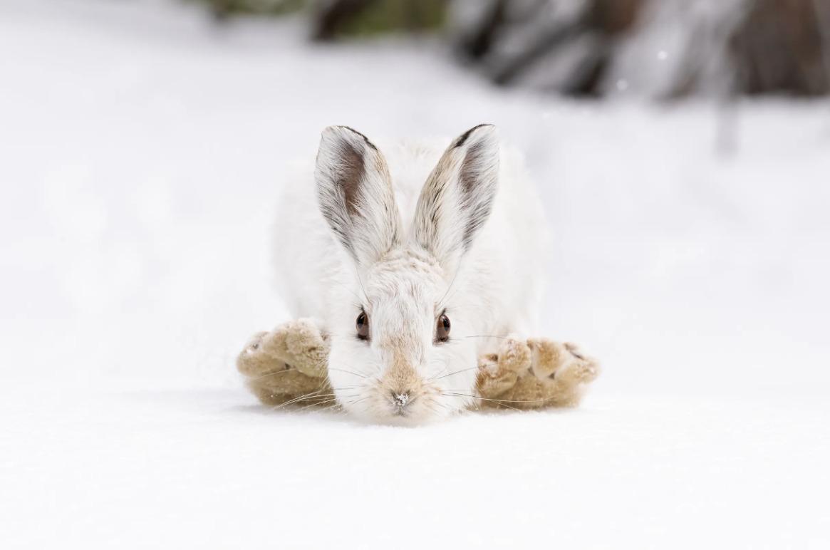 國際野生動物攝影大賽25強作品