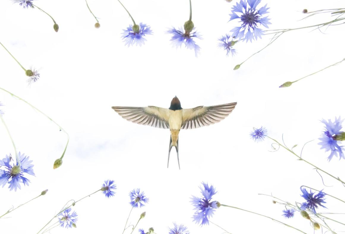 國際野生動物攝影大賽25強作品