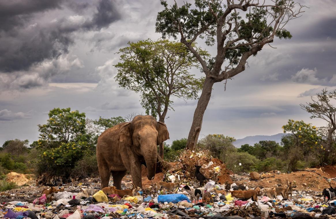 國際野生動物攝影大賽25強作品