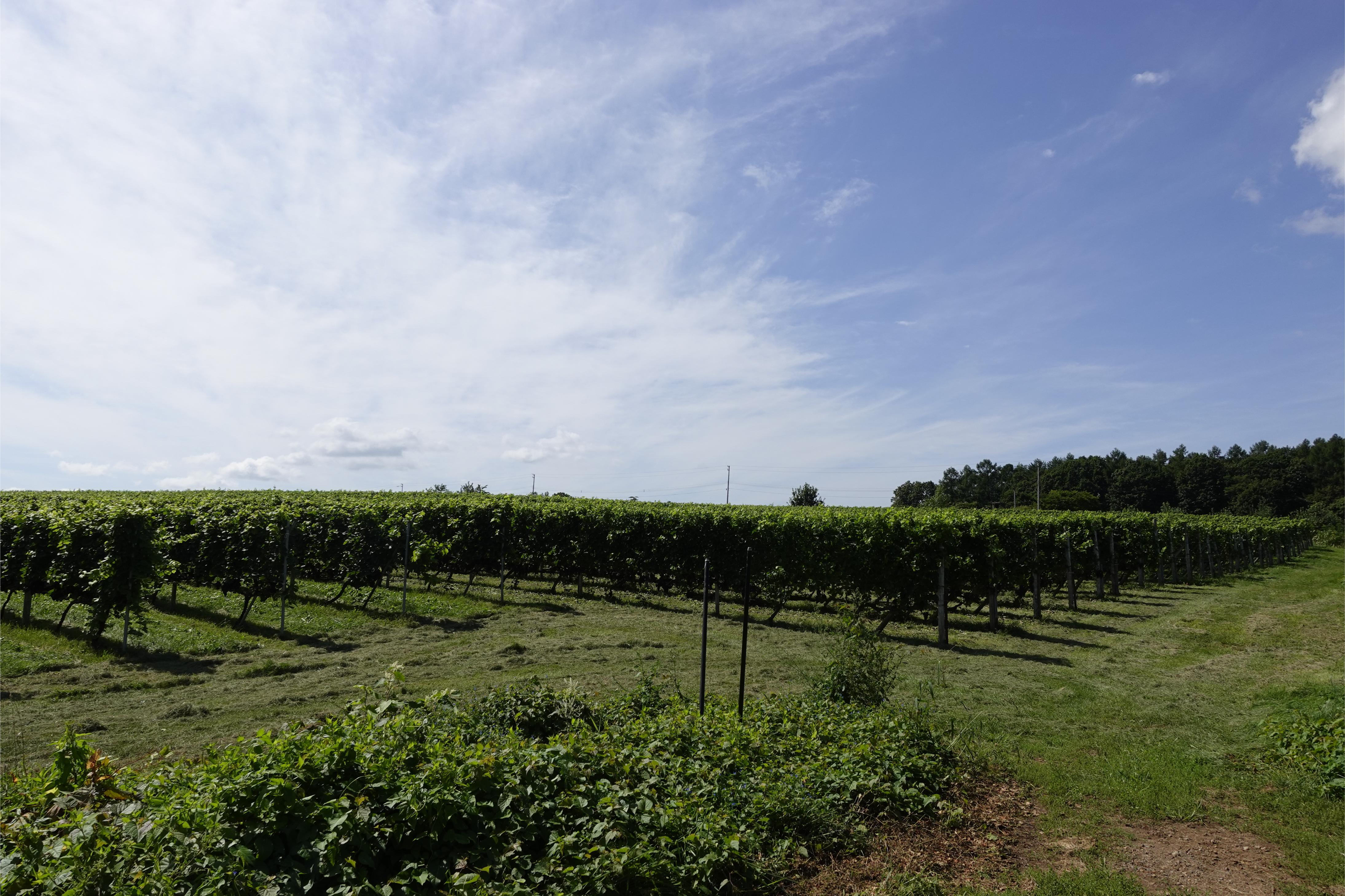 細山Vineyard為10公頃,種有不同蔬果,當中以葡萄佔地最多。