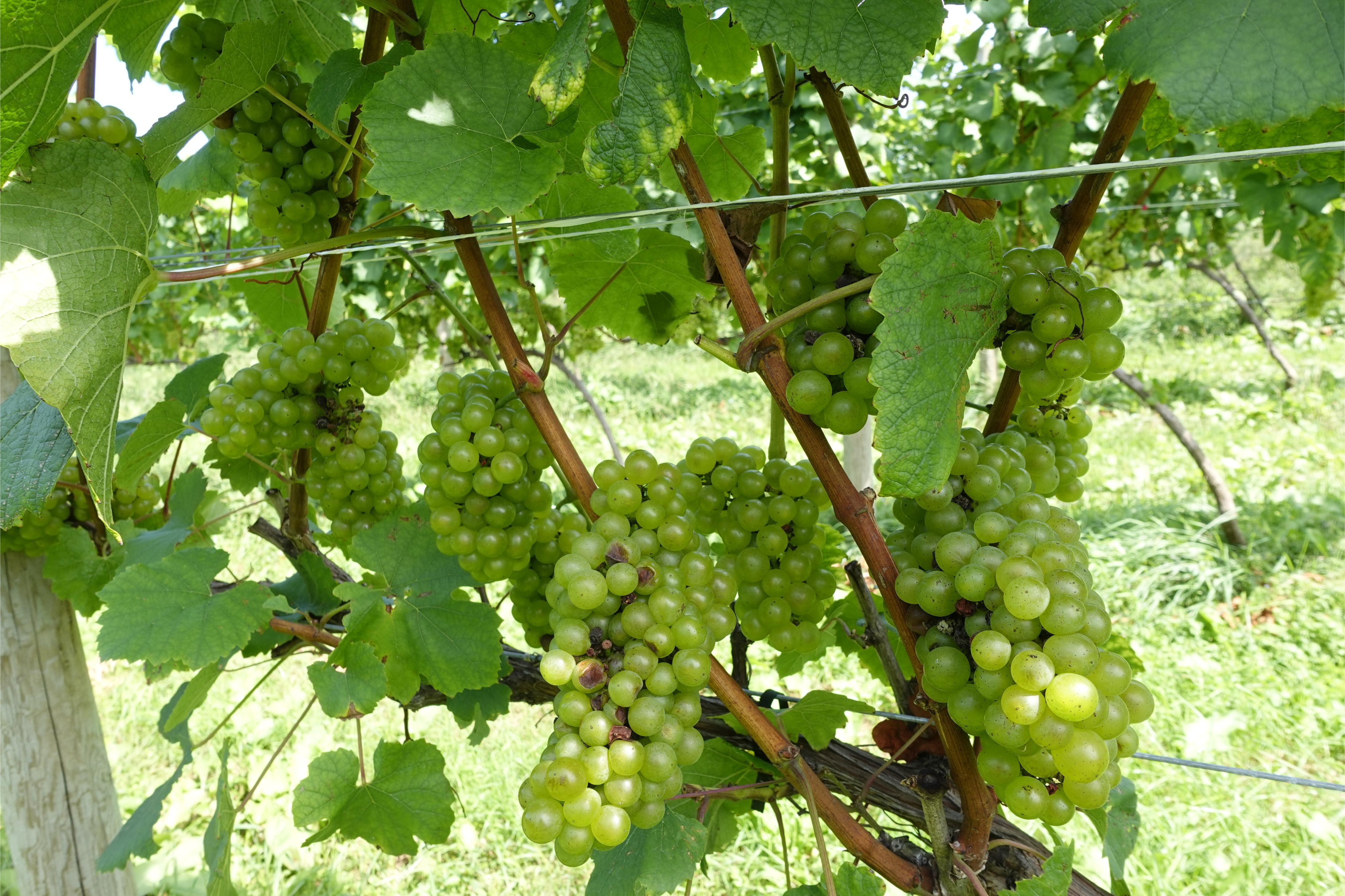 細山Vineyard種有共8款不同種類的葡萄。