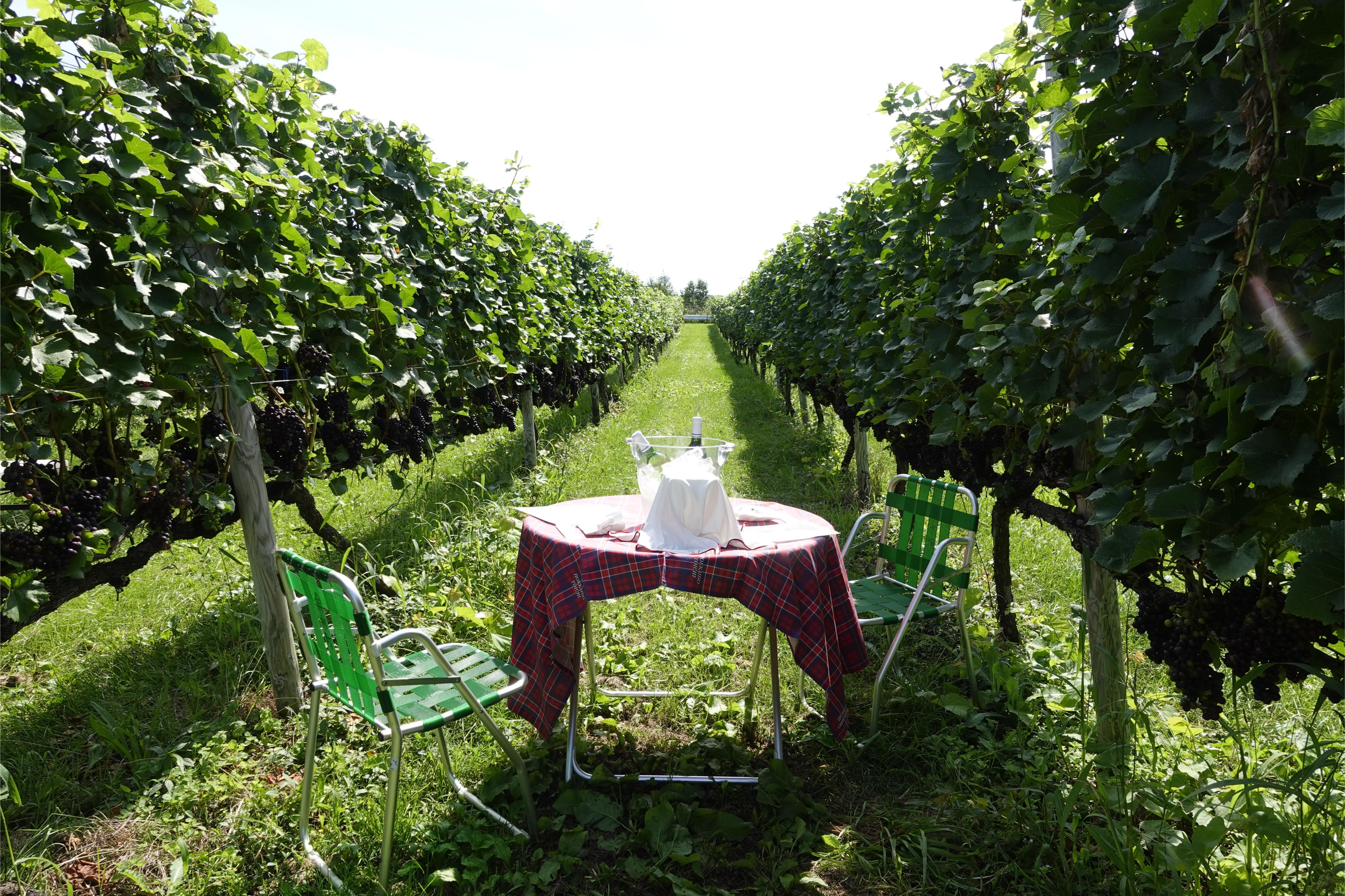 大家可以體驗在葡萄田中嘆紅酒!