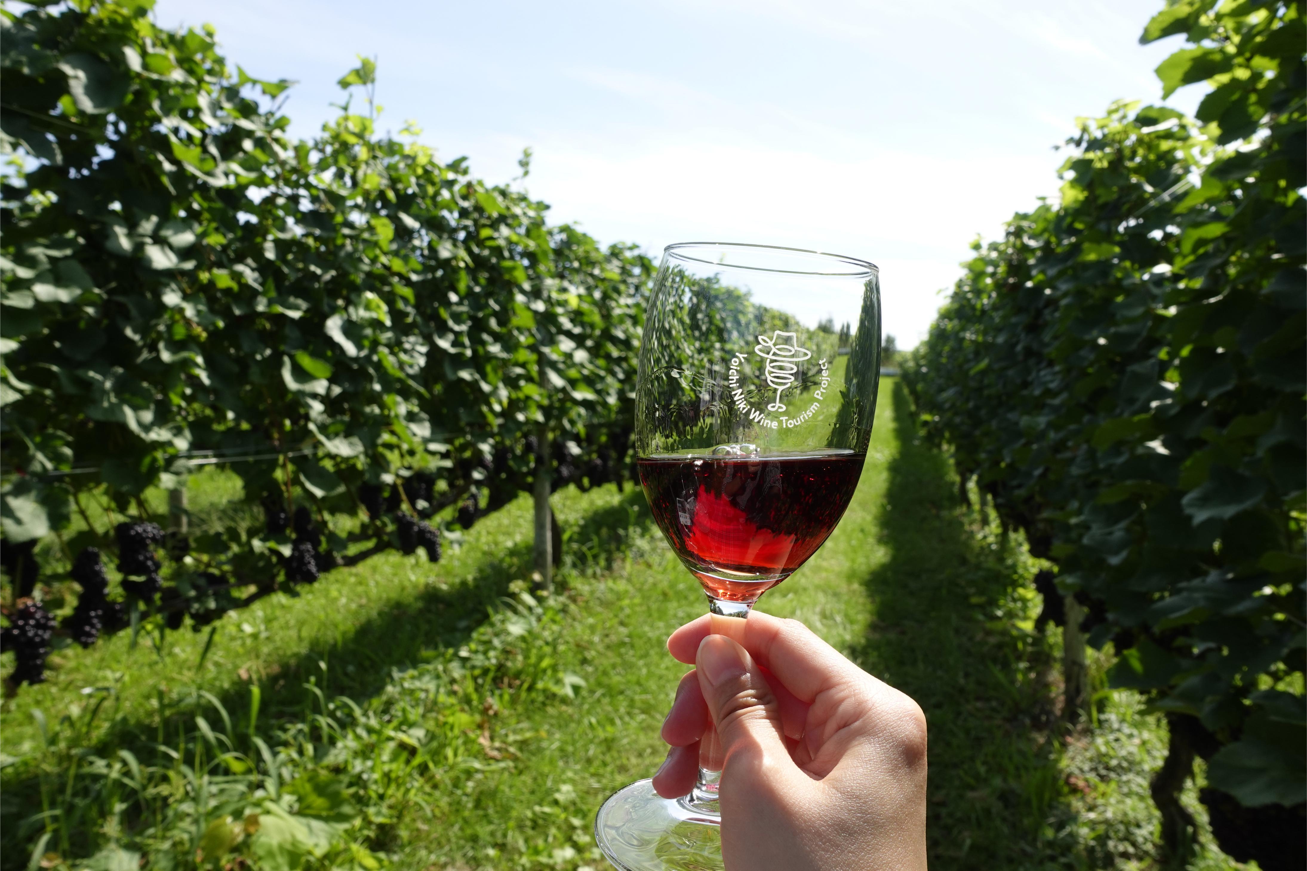 大家可以體驗在葡萄田中嘆紅酒!