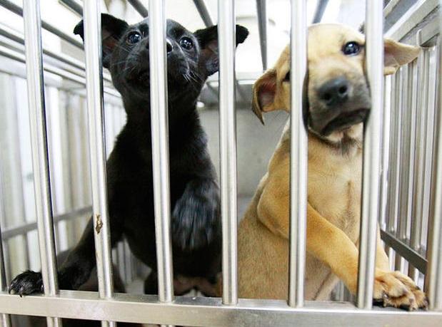 美國多州爆發神秘犬隻呼吸道傳染病,威脅狗狗性命。(資料圖片)