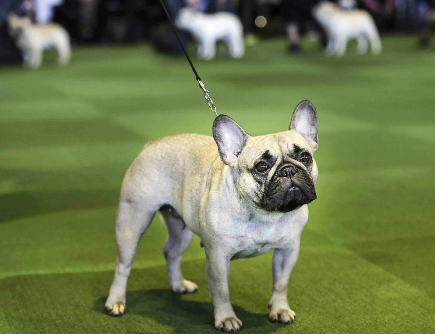 美國多州爆發神秘犬隻呼吸道傳染病,威脅狗狗性命。(資料圖片)