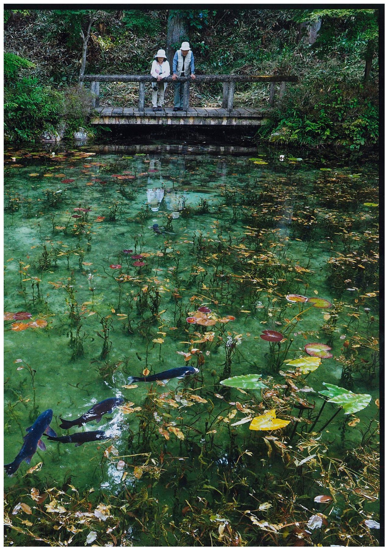 岐阜景點|莫奈之池在陰天的日子,最能看到碧綠色的莫奈之池。(圖片來源:來去岐阜)