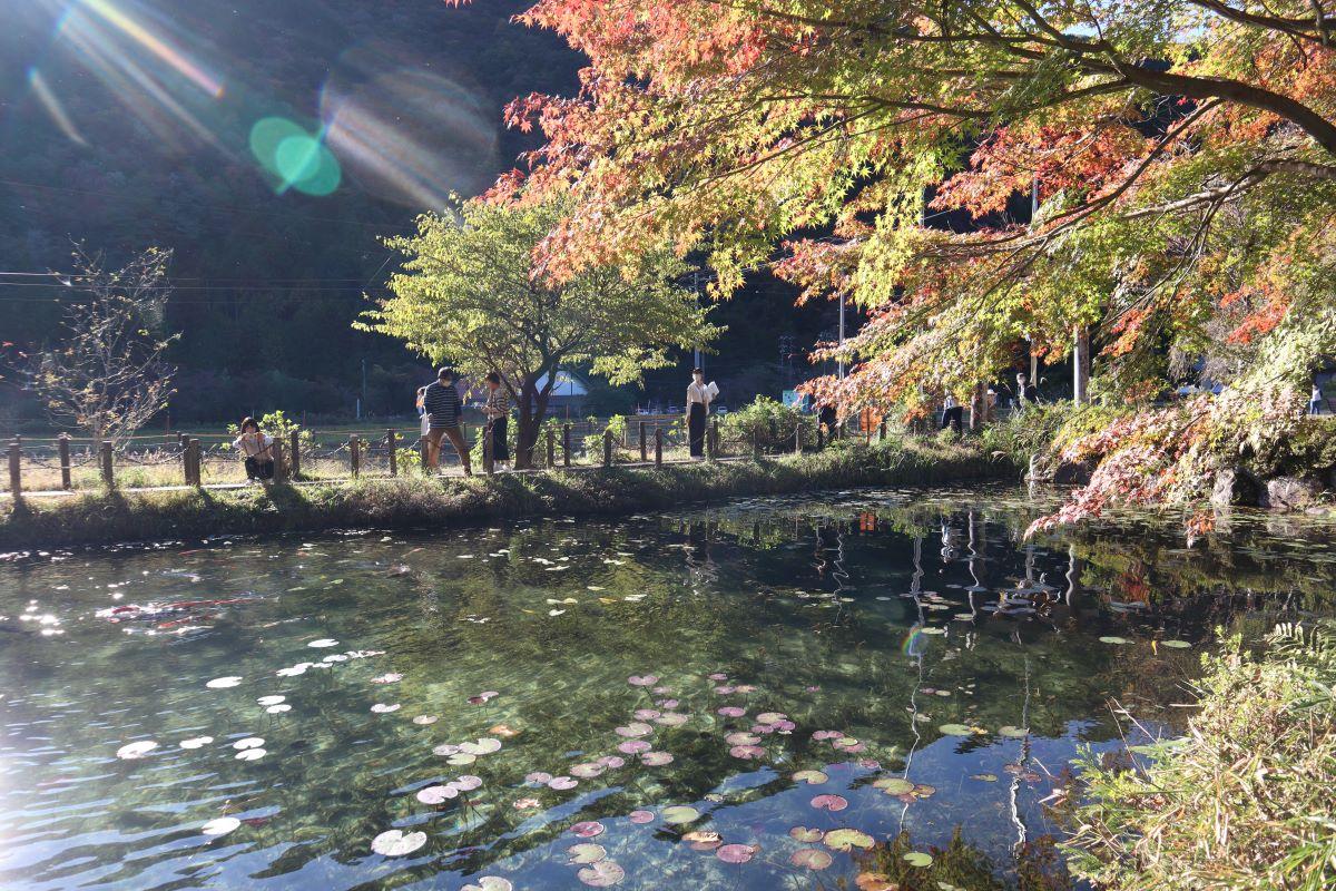 岐阜景點|莫奈之池秋日在陽光照射下,拍出來的池水反射了陽光,但肉睇看也美絕。(圖片來源:日本見)