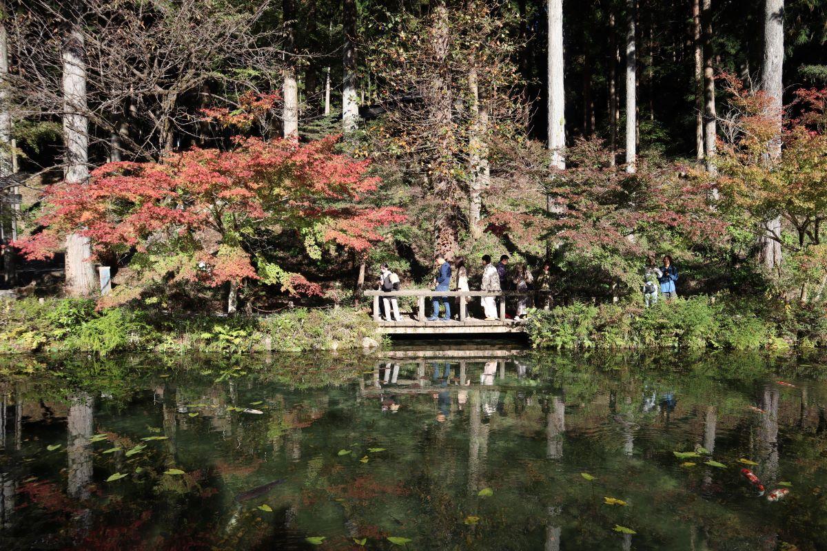 岐阜景點|莫奈之池池塘倒映了高聳的杉木,有如油畫一般夢幻。(圖片來源:日本見)