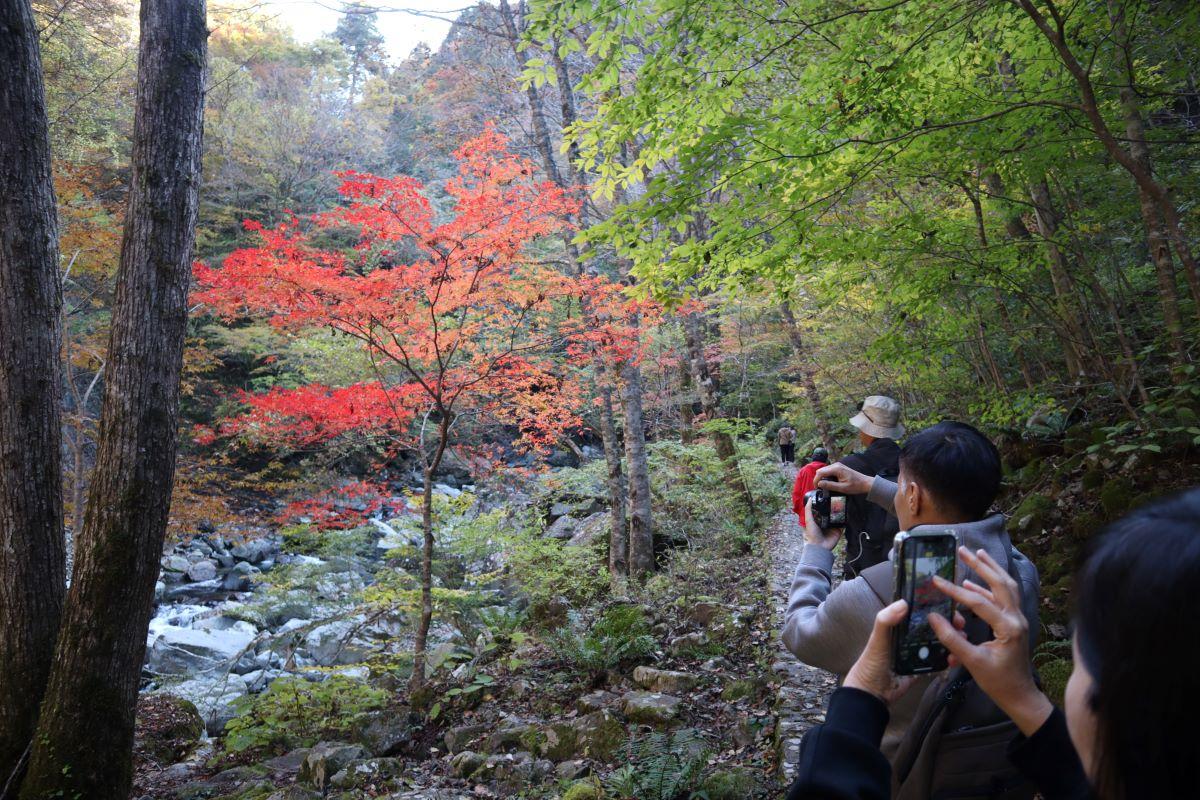 岐阜景點|小坂之瀧當山谷內的綠葉轉紅,景色會更優美。(圖片來源:日本見)