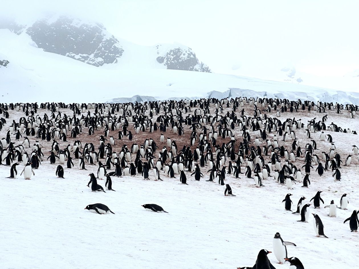金怡假期推出南極及北極深度探索旅行團。