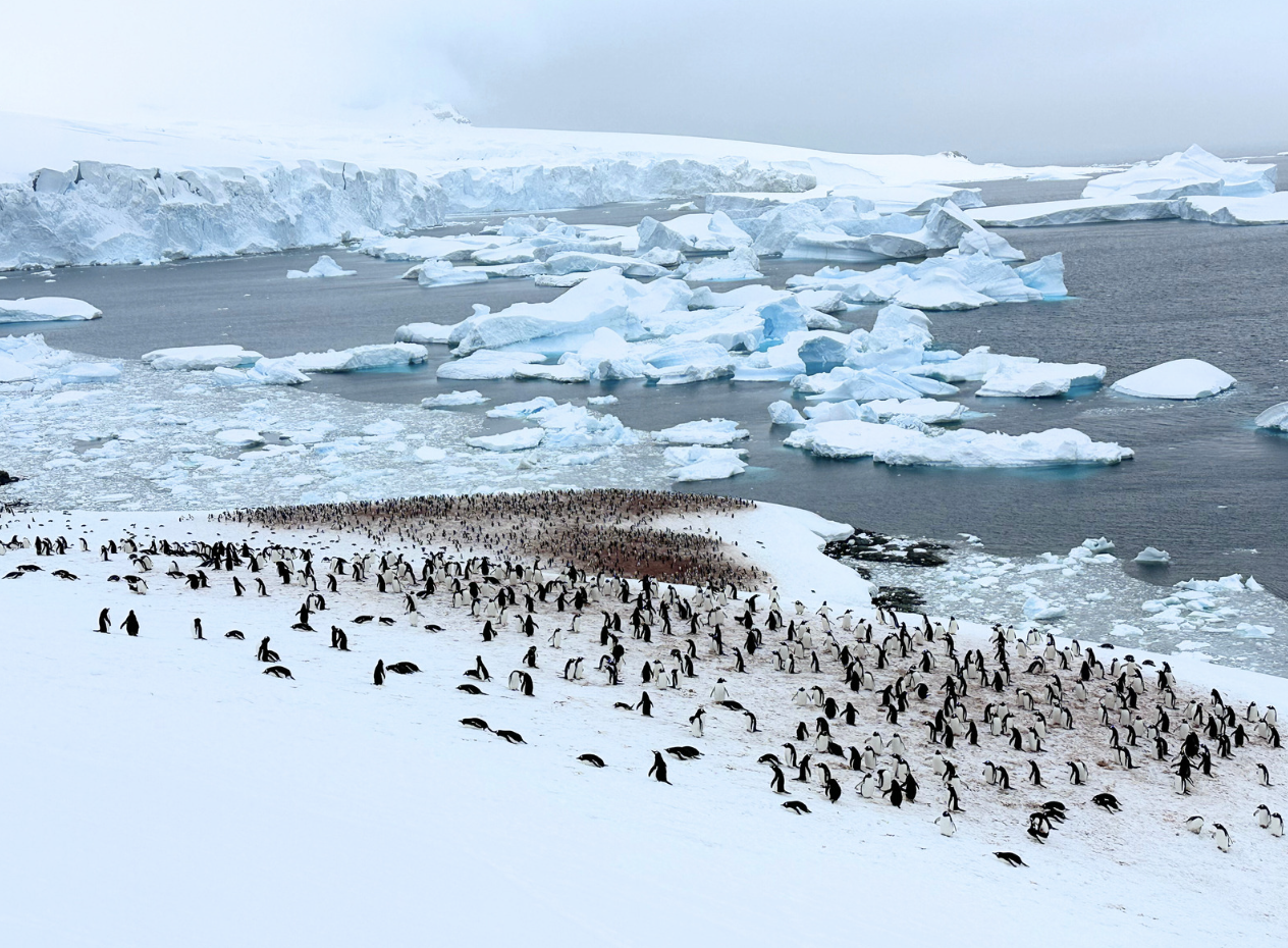 金怡假期推出南極及北極深度探索旅行團。