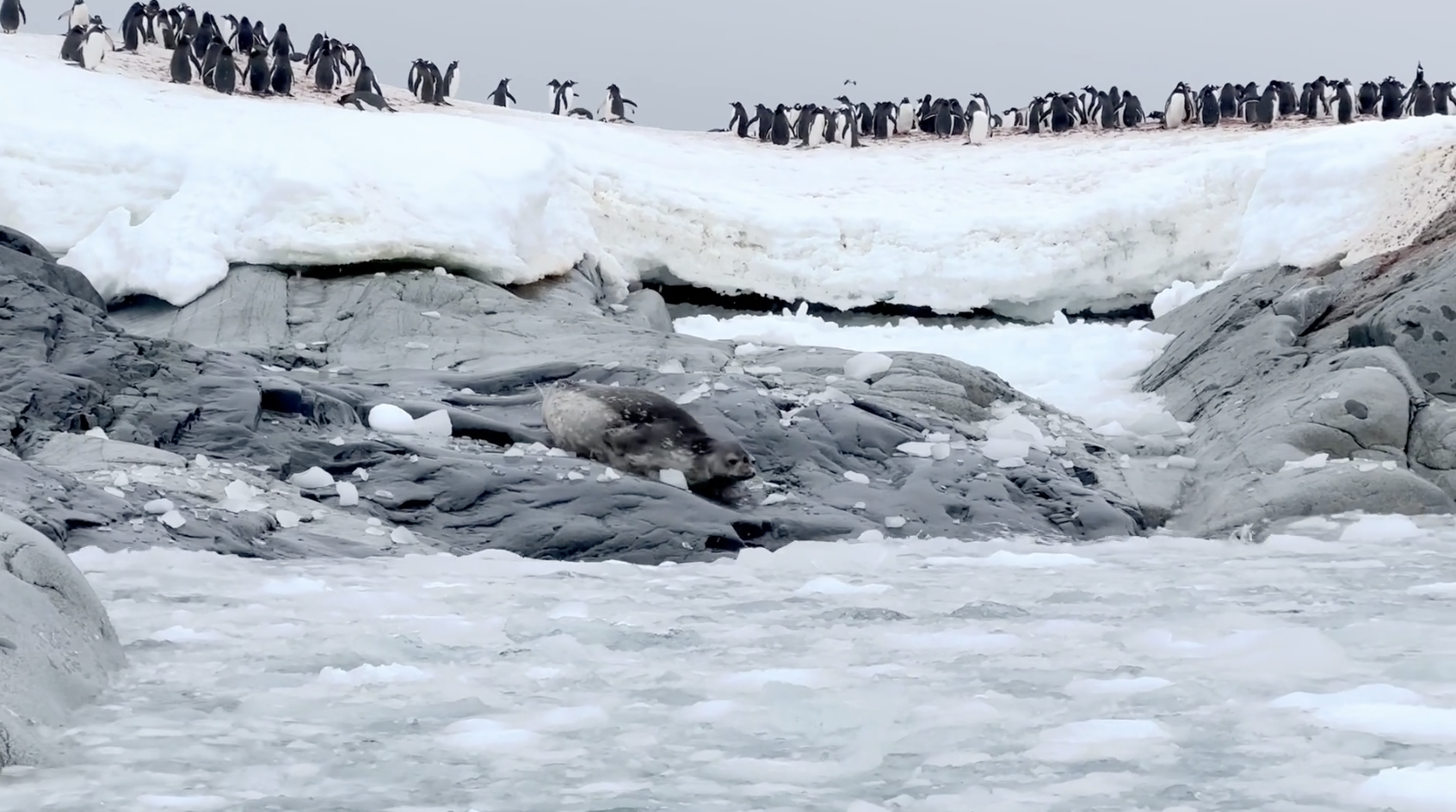 金怡假期推出南極及北極深度探索旅行團。