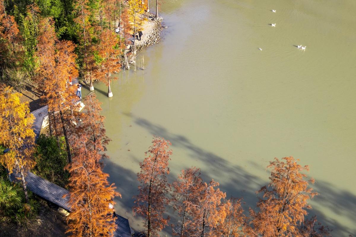 在深圳泰華梧桐島上的落羽杉林,湖中水面波平如鏡,有如天空之鏡。 (圖片來源:視覺中國)