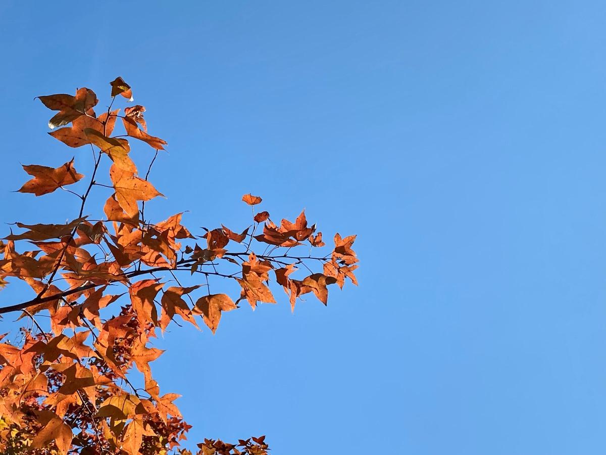 大棠紅葉每逢12月下旬至1月上旬最紅,為香港最多楓香樹的行山路線之一(資料圖片)