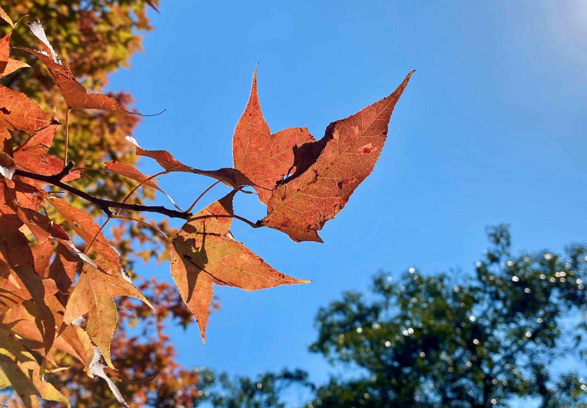 大棠紅葉每逢12月下旬至1月上旬最紅,為香港最多楓香樹的行山路線之一(資料圖片)