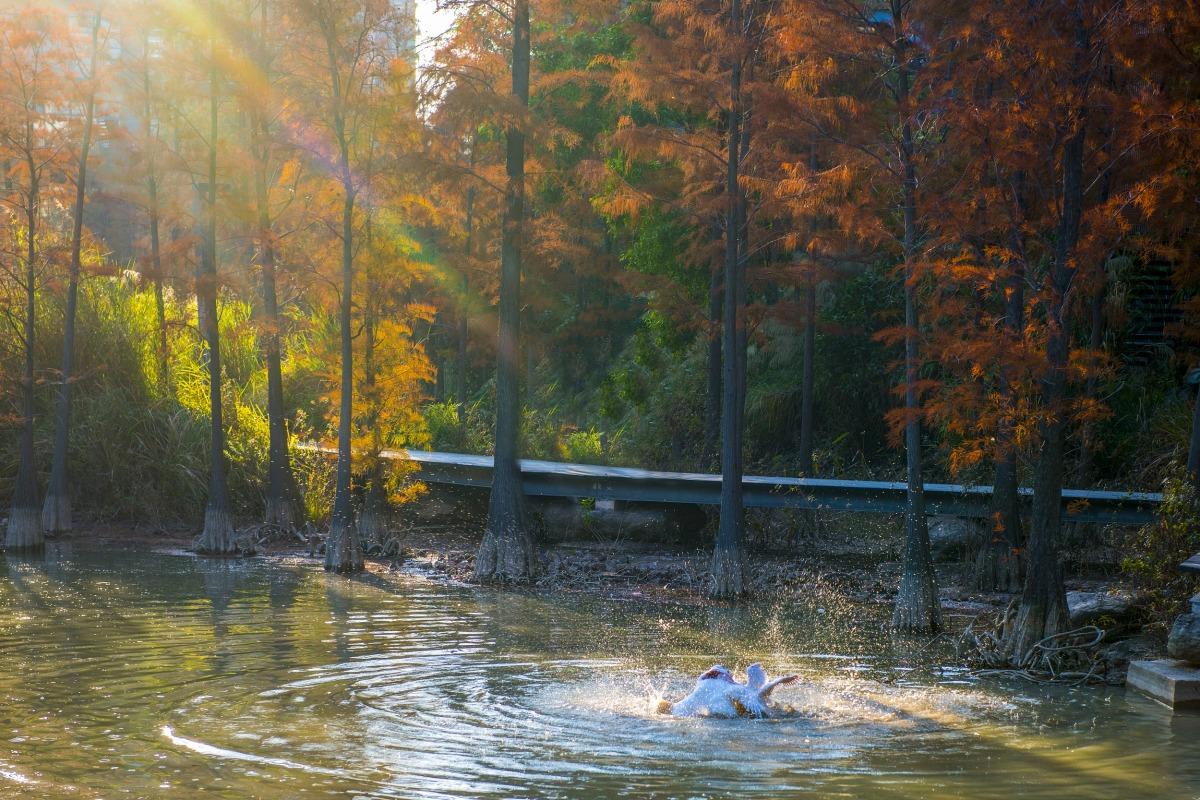 深圳泰華梧桐島上,湖上白鴿嬉水為落羽杉添上詩意。(圖片來源:視覺中國)