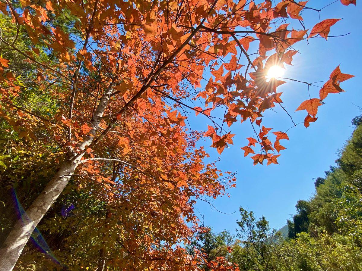 大棠紅葉每逢12月下旬至1月上旬最紅,為香港最多楓香樹的行山路線之一(資料圖片)
