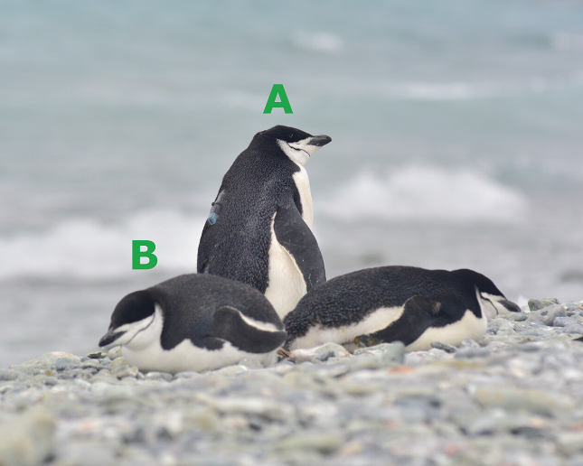 科學家研究南極企鵝後,指其每次睡覺平均只有4秒。(互聯網)