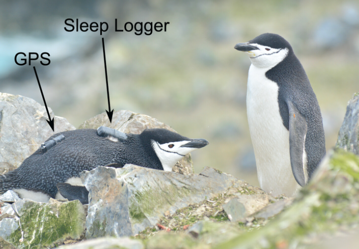 科學家研究南極企鵝後,指其每次睡覺平均只有4秒。(互聯網)