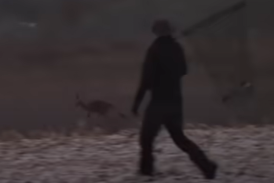 加拿大一隻雌性袋鼠被運送到另一間動物園的過程中逃跑