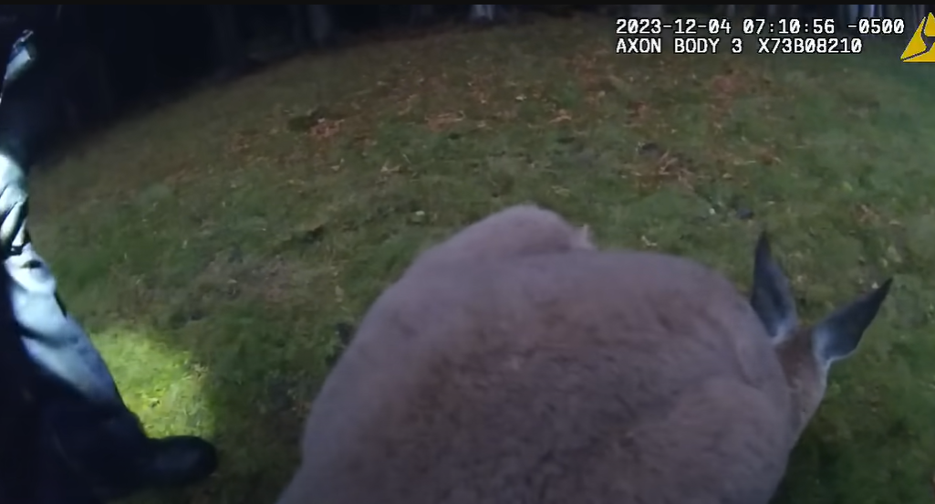 警方出動圍捕時,其中一名警員慘遭袋鼠朝臉部揮了一拳。不過,袋鼠最終仍「落網」,結束近一周的野外逃亡記。