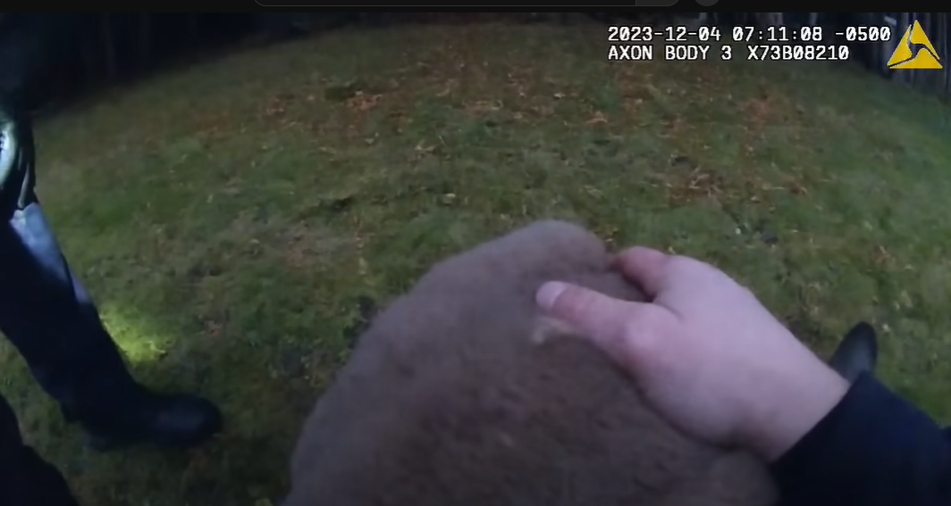 警方出動圍捕時,其中一名警員慘遭袋鼠朝臉部揮了一拳。不過,袋鼠最終仍「落網」,結束近一周的野外逃亡記。