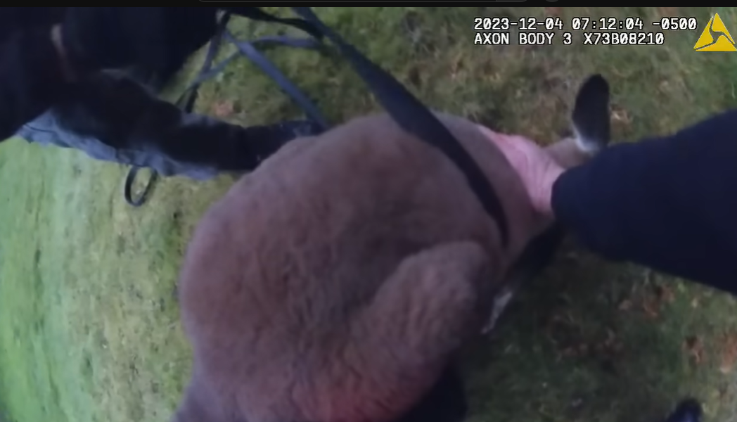 警方出動圍捕時,其中一名警員慘遭袋鼠朝臉部揮了一拳。不過,袋鼠最終仍「落網」,結束近一周的野外逃亡記。