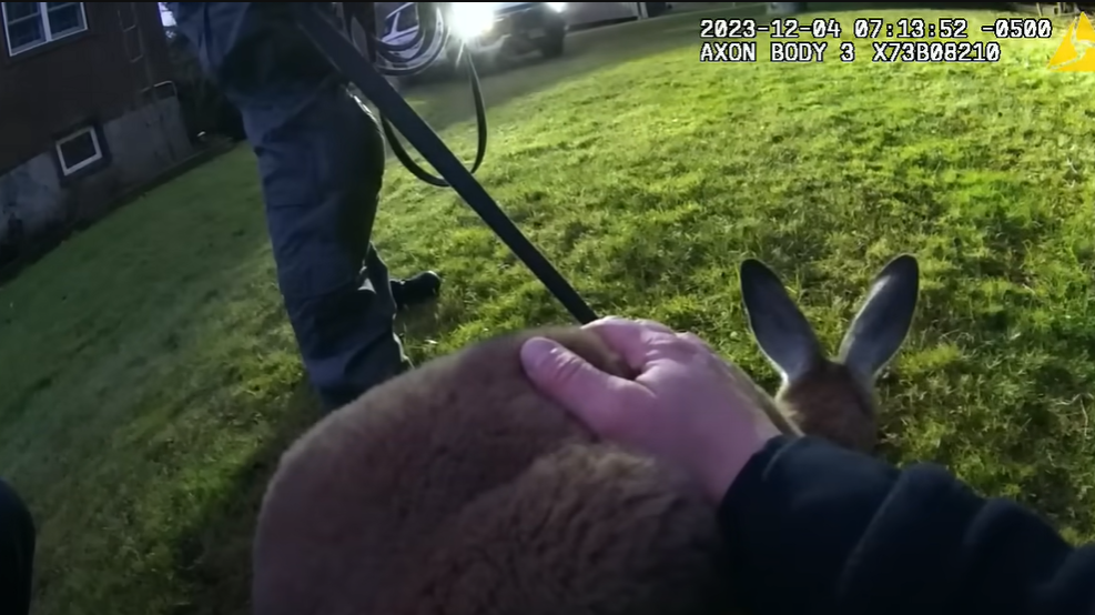 警方出動圍捕時,其中一名警員慘遭袋鼠朝臉部揮了一拳。不過,袋鼠最終仍「落網」,結束近一周的野外逃亡記。