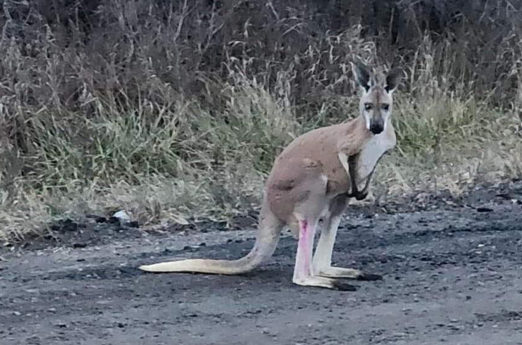 加拿大一隻雌性袋鼠被運送到另一間動物園的過程中逃跑