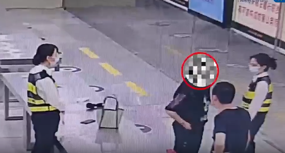 香港北上深圳遭福田口岸截查 女子褲袋藏6條瀕危球蟒