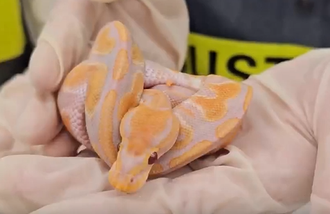 香港北上深圳遭福田口岸截查 女子褲袋藏6條瀕危球蟒