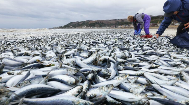 日本北海道海岸昨日(7日)出現大量死魚,日媒報道,函館市濱町到日浦海岸沿岸昨晨發現大量沙甸魚、混雜鯖魚屍骸,屍骸鋪滿一公里沙灘