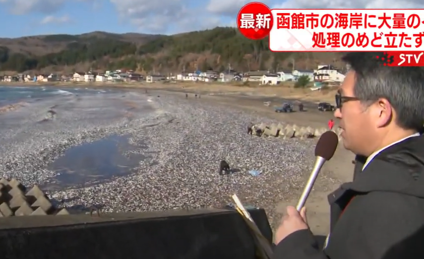 日本北海道海岸昨日(7日)出現大量死魚,日媒報道,函館市濱町到日浦海岸沿岸昨晨發現大量沙甸魚、混雜鯖魚屍骸,屍骸鋪滿一公里沙灘