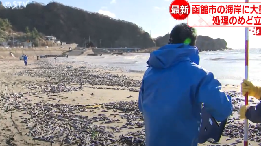 日本北海道海岸昨日(7日)出現大量死魚,日媒報道,函館市濱町到日浦海岸沿岸昨晨發現大量沙甸魚、混雜鯖魚屍骸,屍骸鋪滿一公里沙灘
