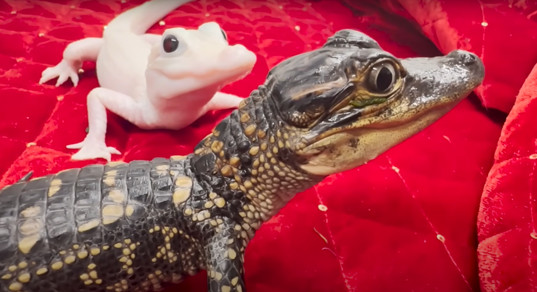 「白變鱷B女」及其兄弟。