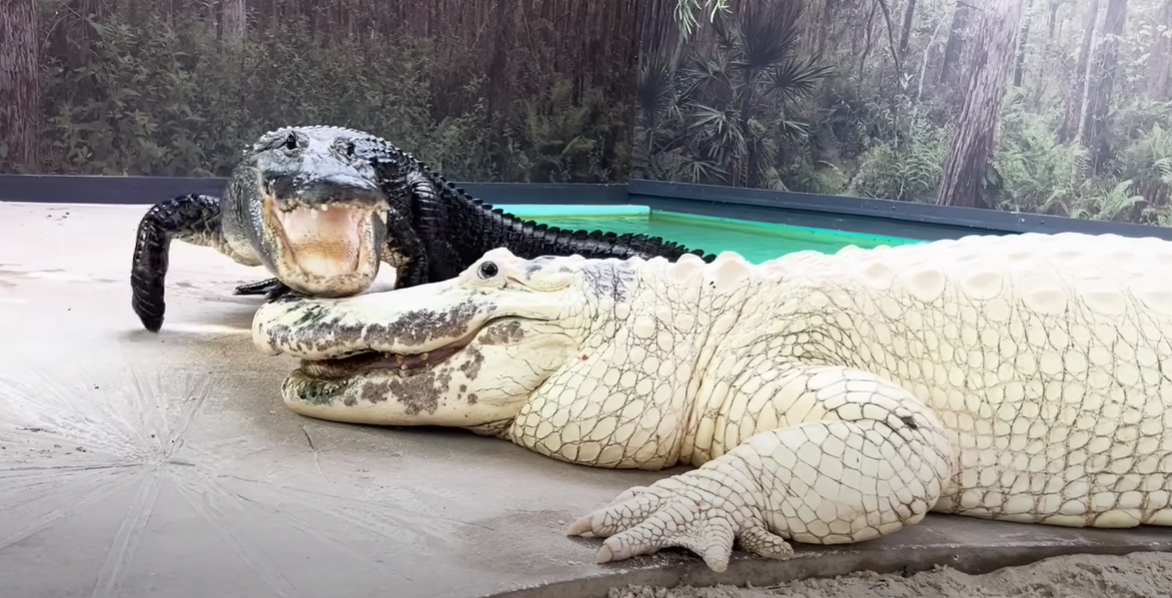 園方指此前全球僅存7隻白變鱷魚,其中3隻在該園內。(互聯網)