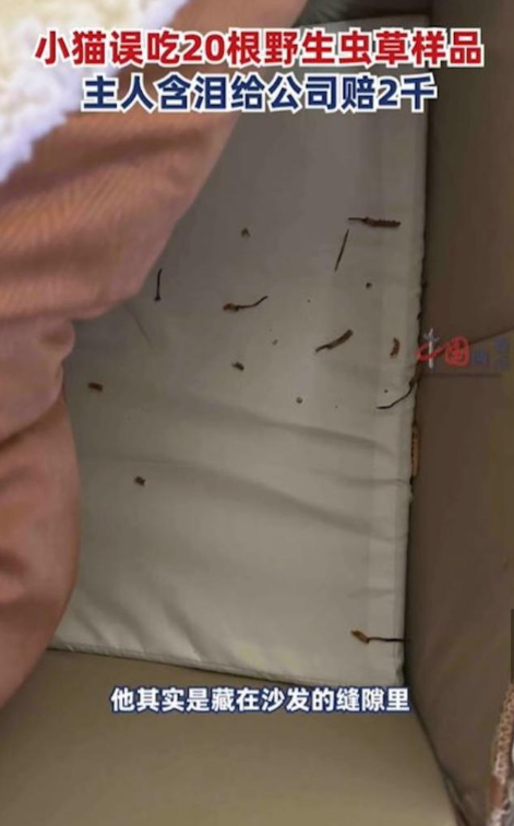有指男主人一日收工時就帶了2包野生蟲草樣本回家暫存,為了避開貓貓的法眼已經特意安放在梳化縫隙,豈料仍然難逃貓眼!(圖片來源:微博)