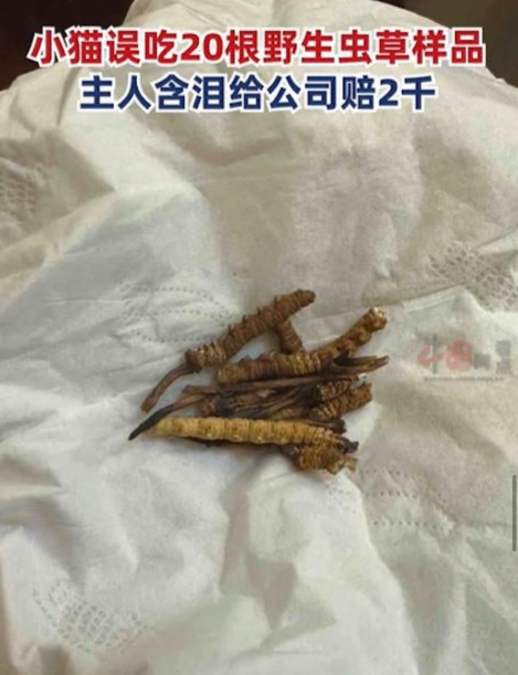 兩位主人指愛貓趁家中無人時,竟然聰明地擅自撕開其中1包蟲草,兼當正是貓零食般暴食約20條!(圖片來源:微博)