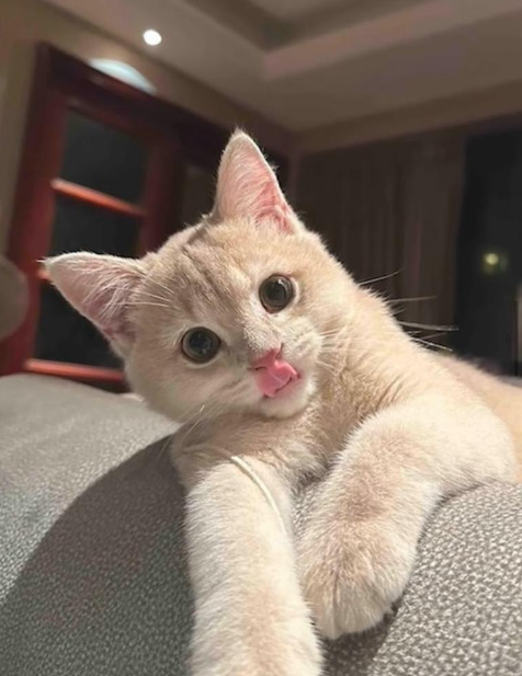 二人之所以揭發愛貓偷食,全因貓貓在偷食後未有清理現場,食到「通地都係」。(圖片來源:微博)