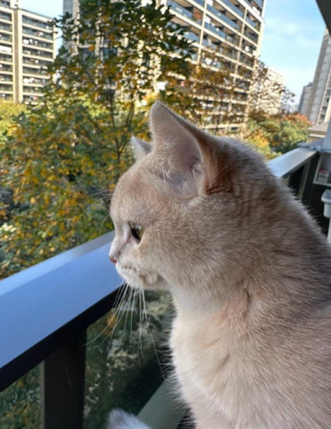 所以他們只好合力搬開梳化搜索,惟最後只找到蟲草的殘餘,估計愛貓吃掉合共6克、20條左右的蟲草。(圖片來源:微博)