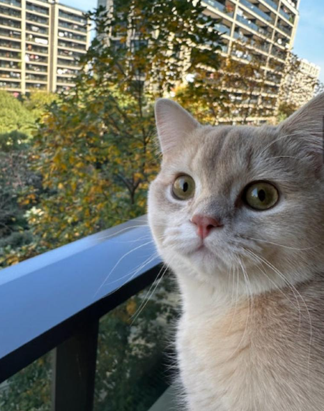 因為蟲草是男主人公司的財物,原售價為3,000多人民幣(約3,200港元),而經協商後則需要向公司賠償大約2,000左右人民幣(約2,220港元)。(圖片來源:微博)