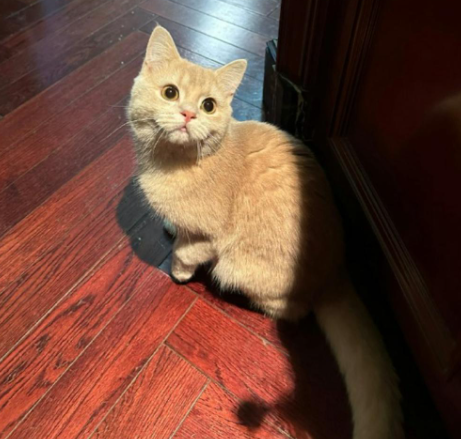 事主在網上分享這個經歷後引來不少網民熱議,有網民關注貓貓一口氣吃了20條蟲草後的狀態。(圖片來源:微博)