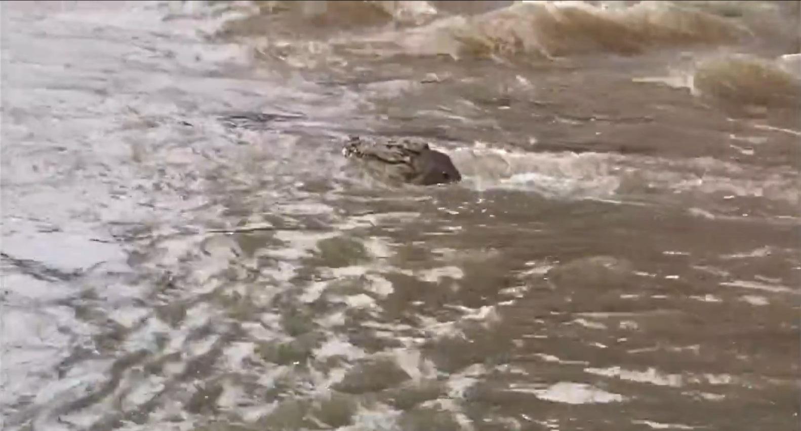 鱷魚浮水河面。(影片截圖)