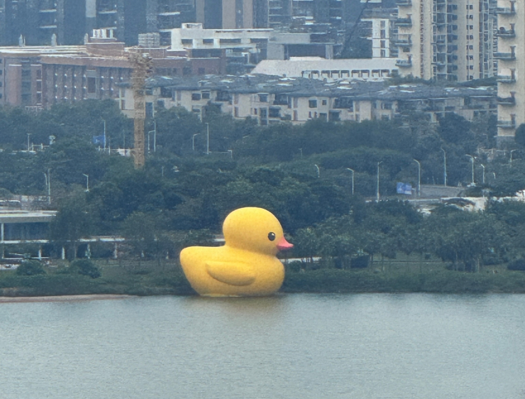 深圳好去處|大黃鴨今「游」入深圳灣 展出至1月20日掀全城打卡熱。(微博圖片)