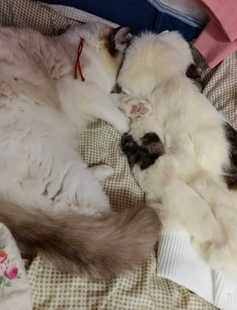 (圖片來源:小紅書)